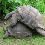 Чому у черепах великий пеніс