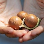 Чим корисні горіхи макадамія: користь і особливості