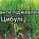 Коли і чим підживити цибулю весною