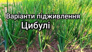 Коли і чим підживити цибулю весною
