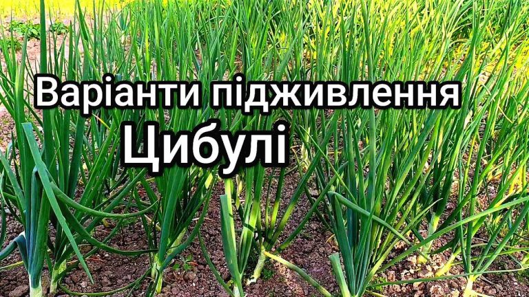 Коли і чим підживити цибулю весною