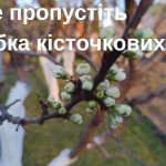 Коли обробляти вишню, сливу та абрикос від хвороб і шкідників