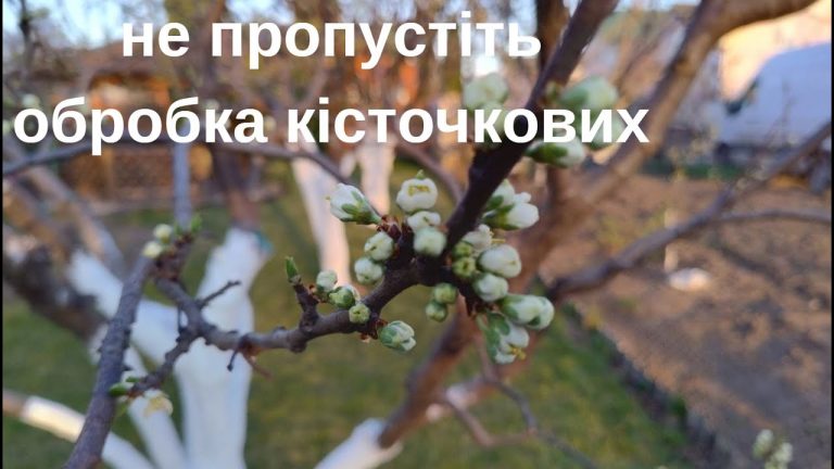 Коли обробляти вишню, сливу та абрикос від хвороб і шкідників