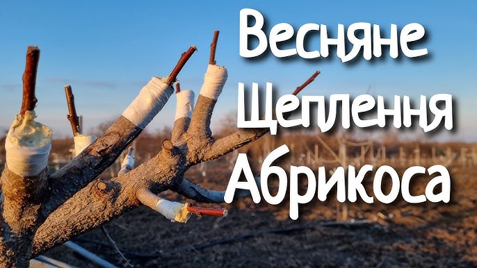 Коли прищепити абрикоси: повний гід