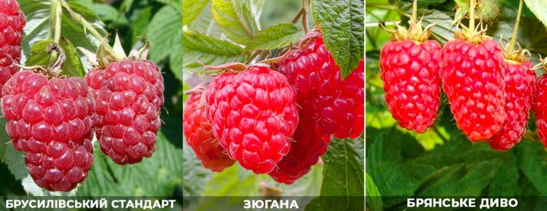 Найкращі ремонтантні сорти малини: огляд та поради