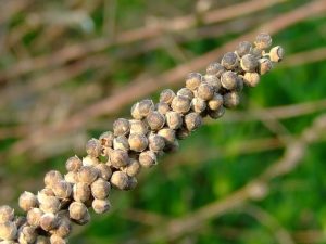 Перець стручковий: властивості, користь і шкода