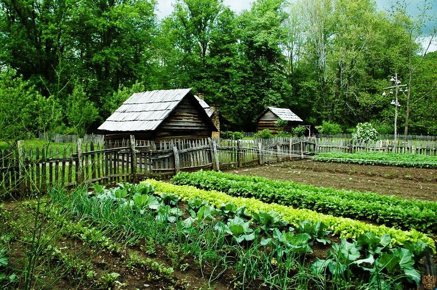 Сумісність рослин на городі: таблиця