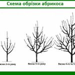 Як обрізати абрикос: повний посібник