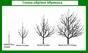Як обрізати абрикос: повний посібник