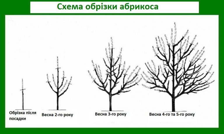 Як обрізати абрикос: повний посібник