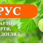 Як посадити аґрус навесні