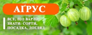 Як посадити аґрус навесні
