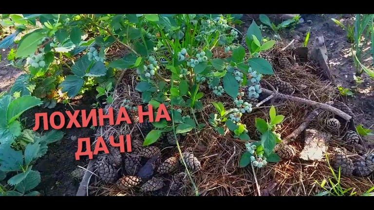 Як посадити лохину на дачі