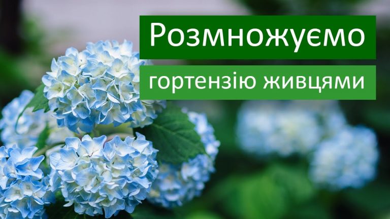 Як розмножити гортензію: повний посібник