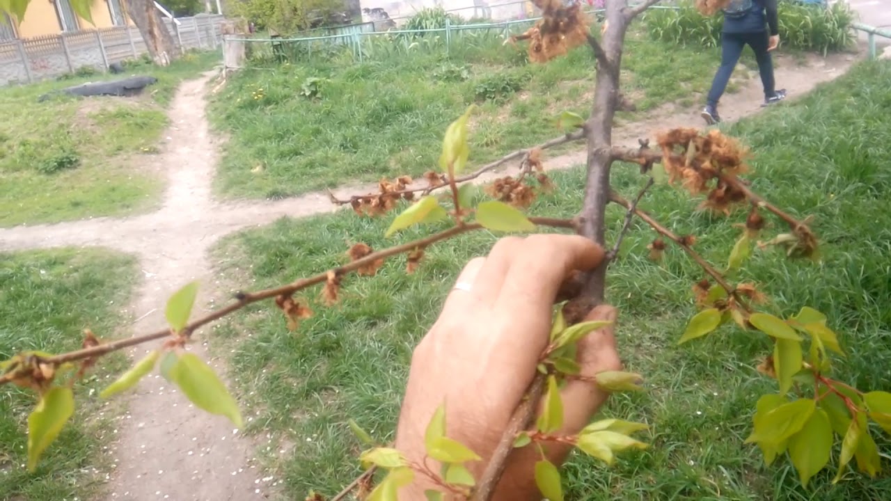 alt