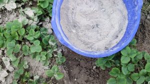 Чи можна посипати полуницю попелом: усе, що потрібно знати