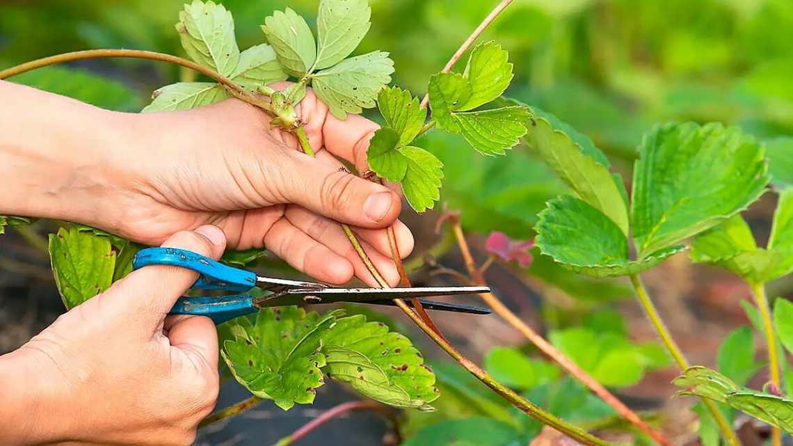 Чи потрібно обрізати вуса полуниці: повний гід для садівників