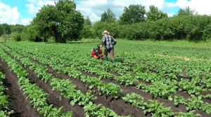 Коли треба підгортати картоплю: вичерпний посібник