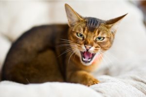Чому коти шиплять на людину: розкриваємо таємниці котячої поведінки