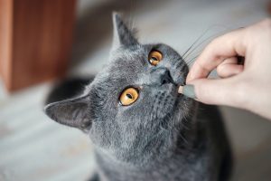 Як дати коту таблетку: вичерпний посібник для люблячих господарів