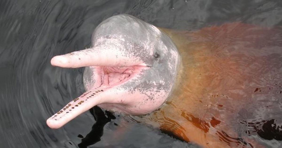 Рожеві Дельфіни: Загадкові Рожеві Господарі Водних Світів