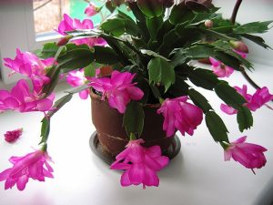 Як змусити декабрист зацвісти до Різдва: повний посібник з догляду