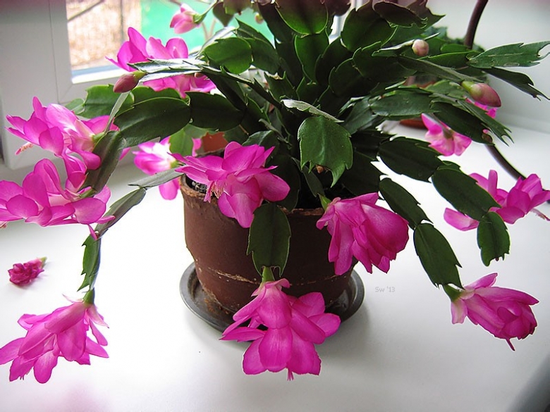 Як змусити декабрист зацвісти до Різдва: повний посібник з догляду