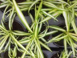 Як часто поливати хлорофітум для пишного росту: секрети догляду