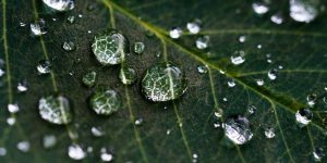 Як розводити залізний купорос для рослин: детальний посібник