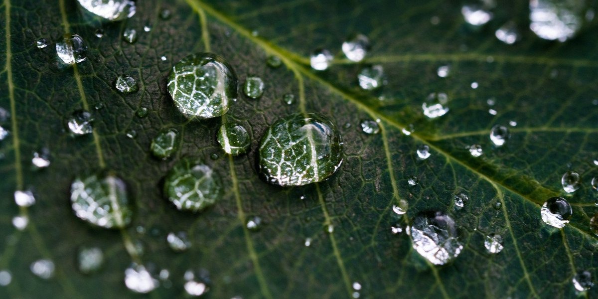 Як розводити залізний купорос для рослин: детальний посібник