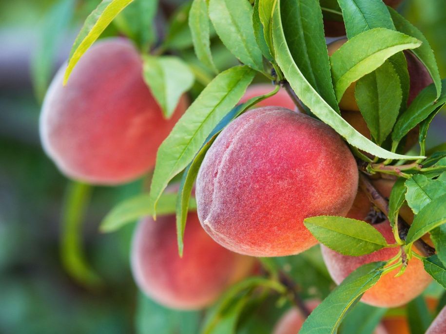 Що можна садити біля персика: ідеальні сусіди для рясного врожаю