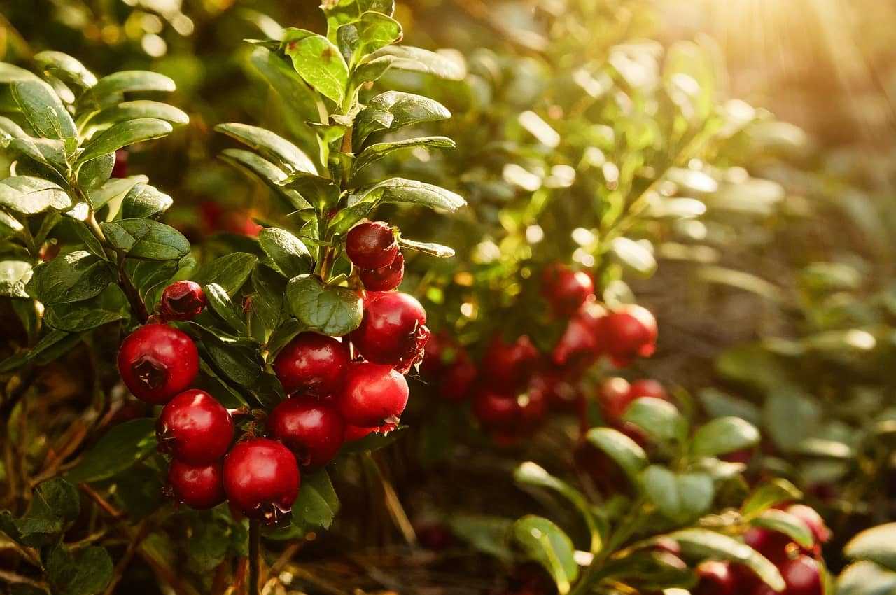 Чим корисна журавлина