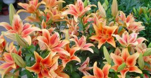 Коли садити лілії: ідеальні терміни для вибухового цвітіння