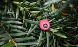 Цікаві факти про тис ягідний: отруйний велетень з вічними таємницями