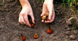 Як садити тюльпани: секрети пишного весняного цвітіння