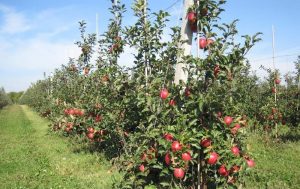 Як вибрати саджанці плодових дерев і ягідних кущів: ціни на Prom та поради щодо посадки