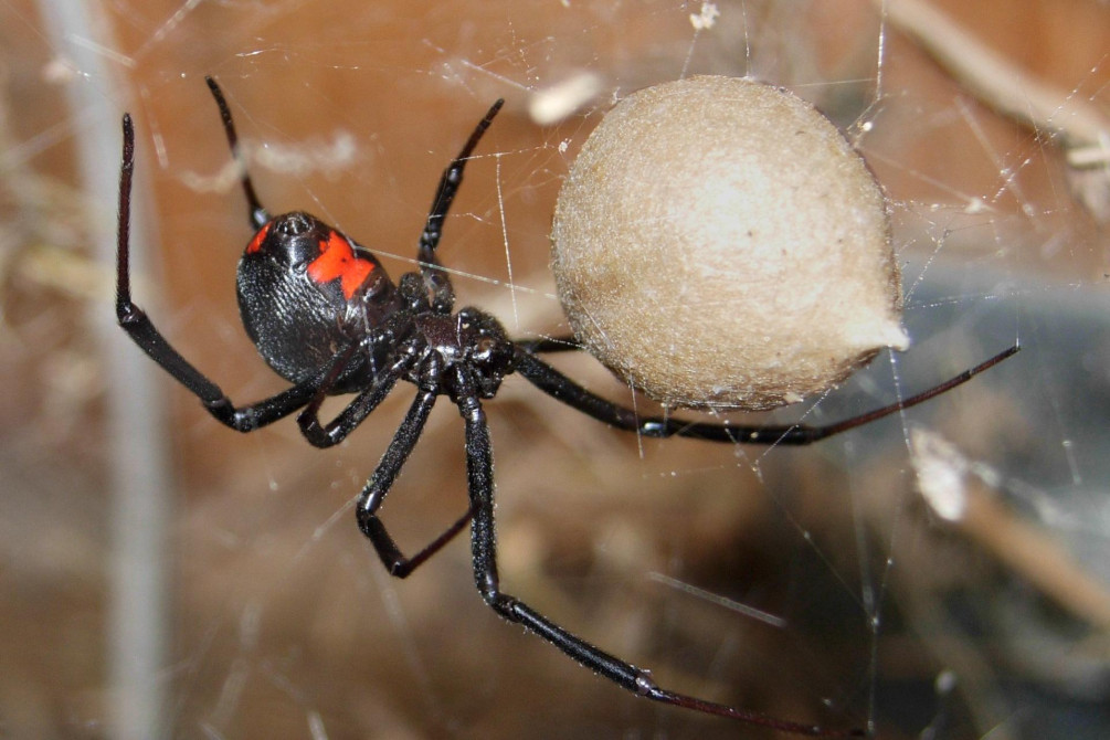 Укус паука: як розпізнати небезпеку та діяти швидко