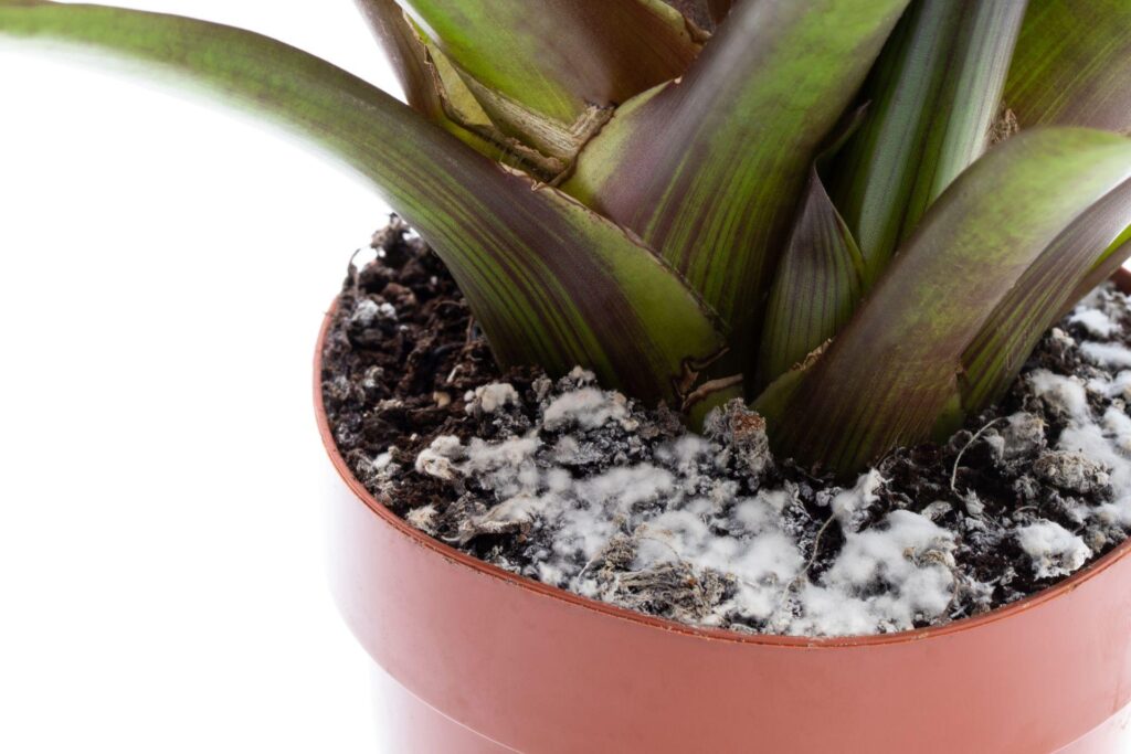 чому цвіте земля у вазонах