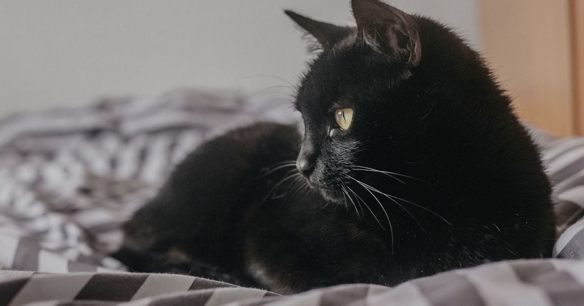 чому коти йдуть з дому