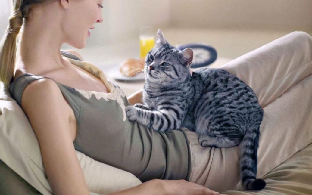 чому коти роблять масаж