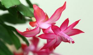 Чому не цвіте різдвяник: причини та як змусити його зацвісти рясно