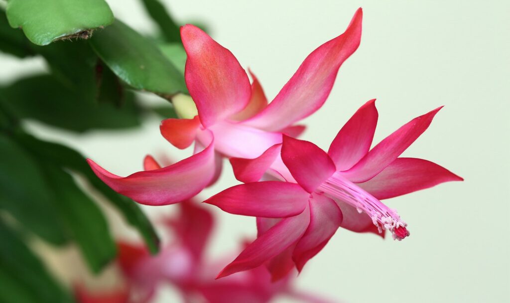 Чому не цвіте різдвяник: причини та як змусити його зацвісти рясно