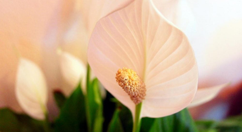 чому не цвіте спатифілум