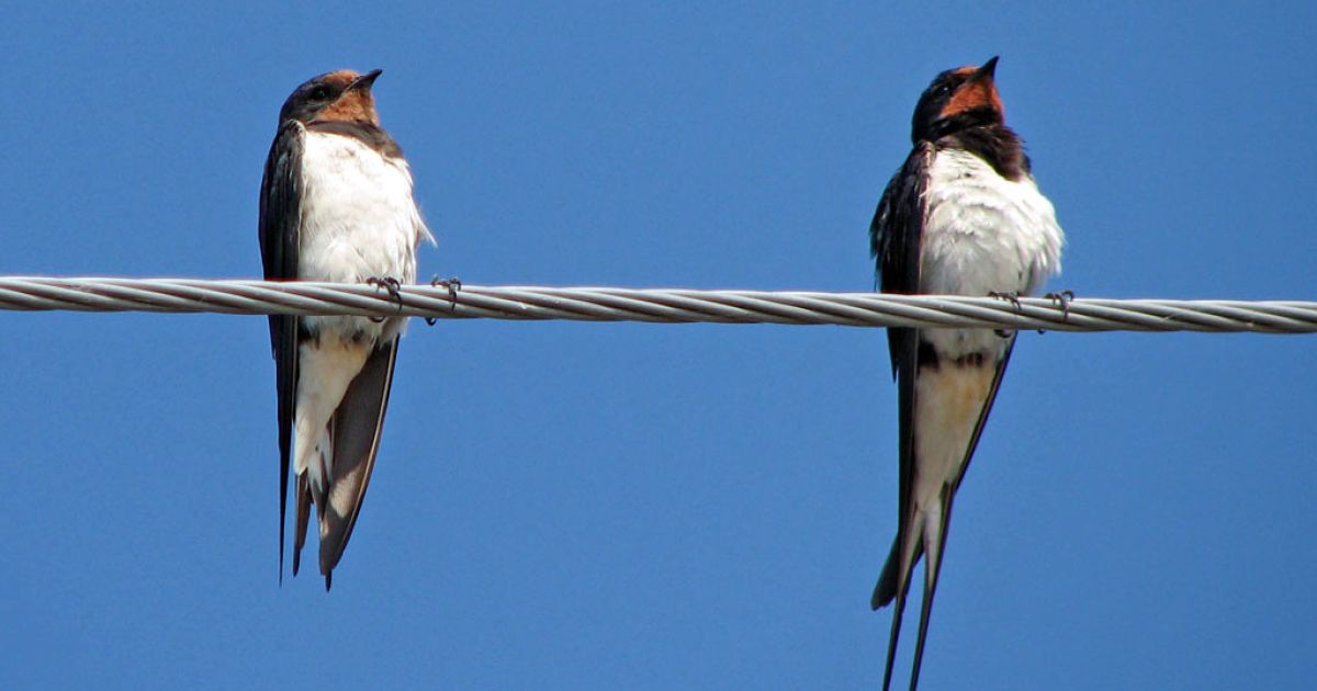 чому птахів не б'є струмом
