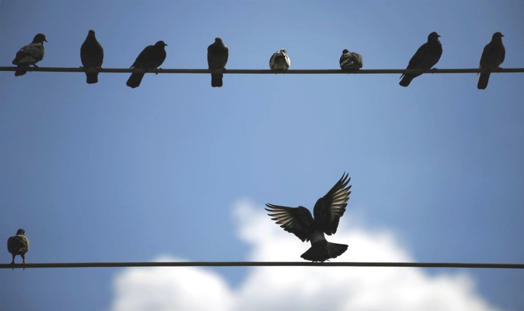 чому птахів не б'є током