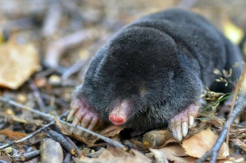 чому риють кроти прикмети