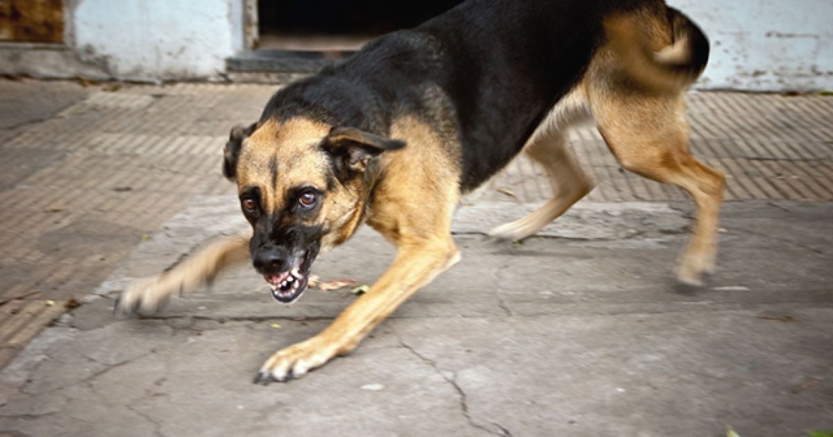 Чому собака кусає господаря: причини та як це зупинити
