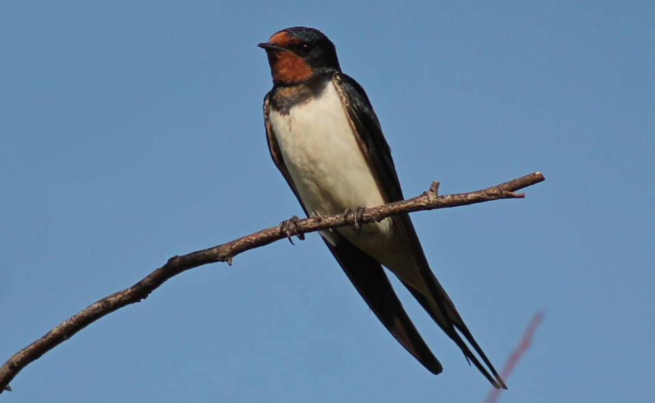 чому в щедрівках до господаря прилітають ластівки
