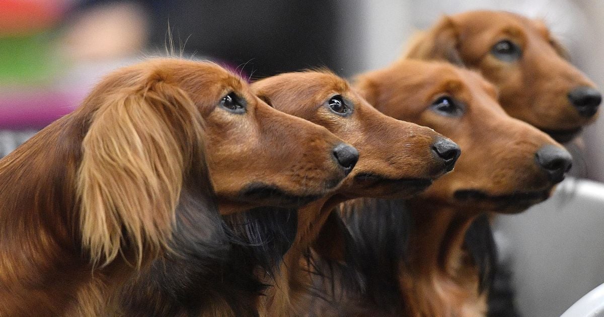 чи бачать собаки вночі