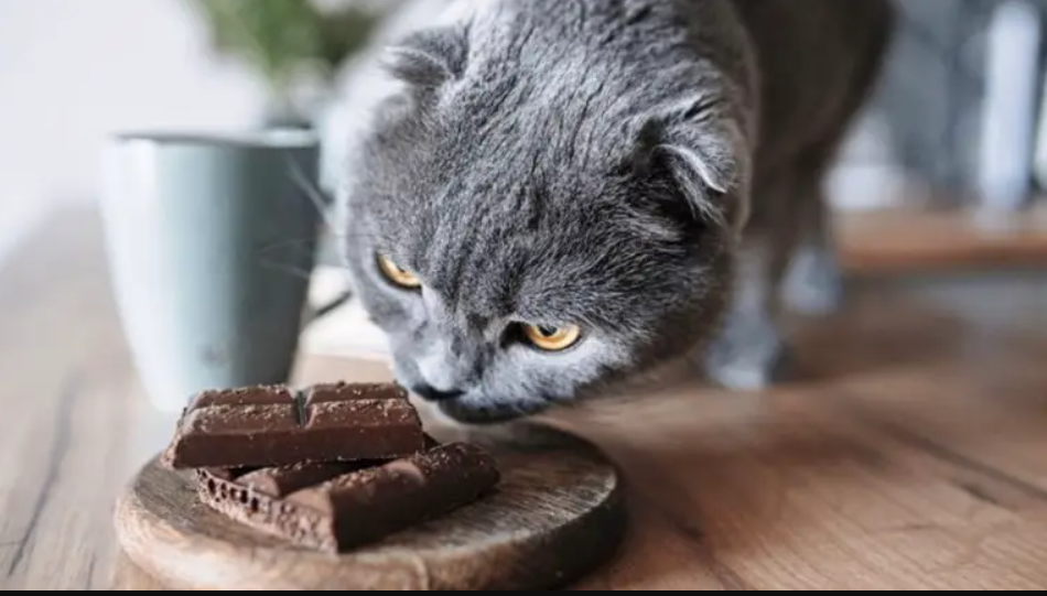 чи можна котам солодке